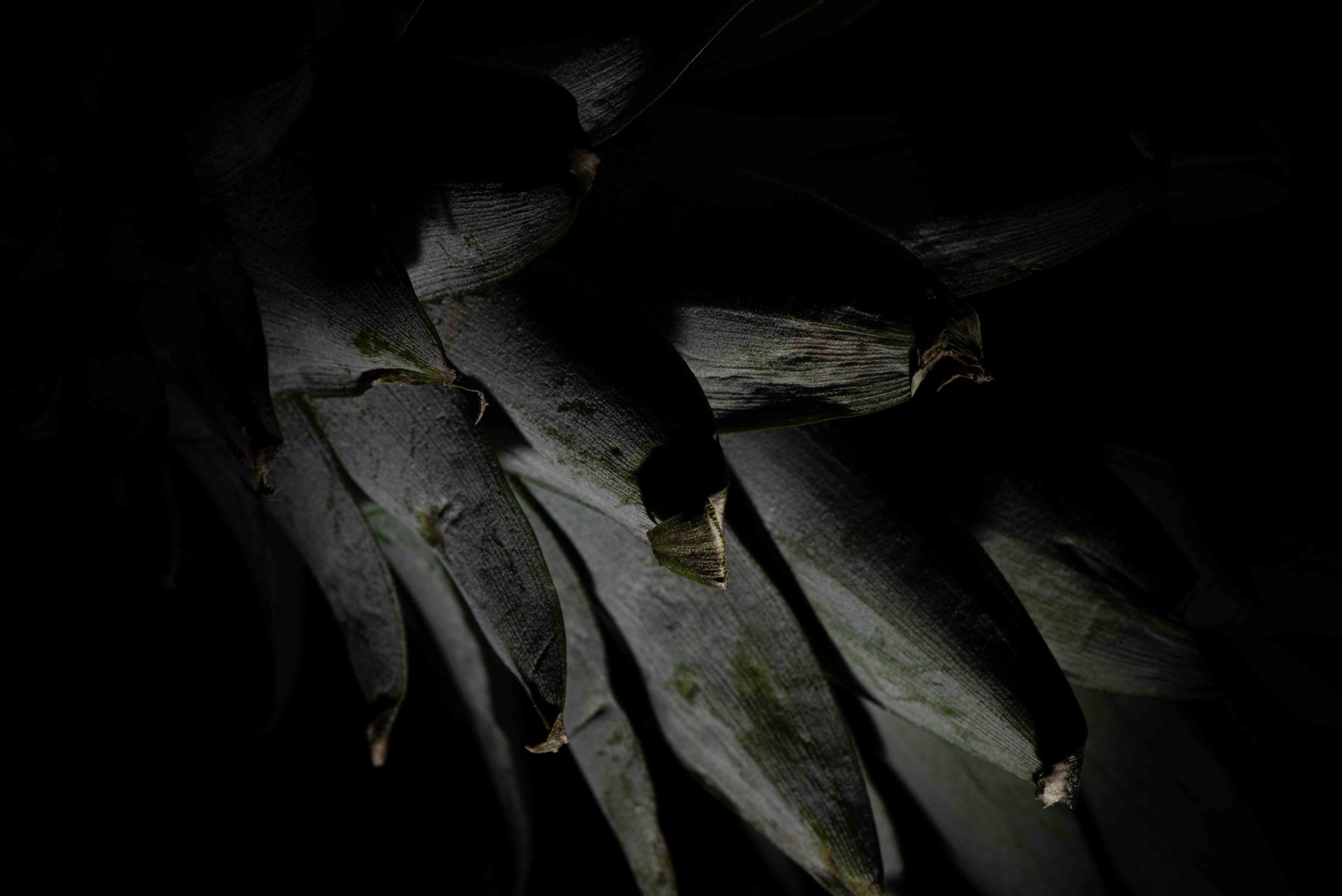 Foglie lunghe nell'ombra