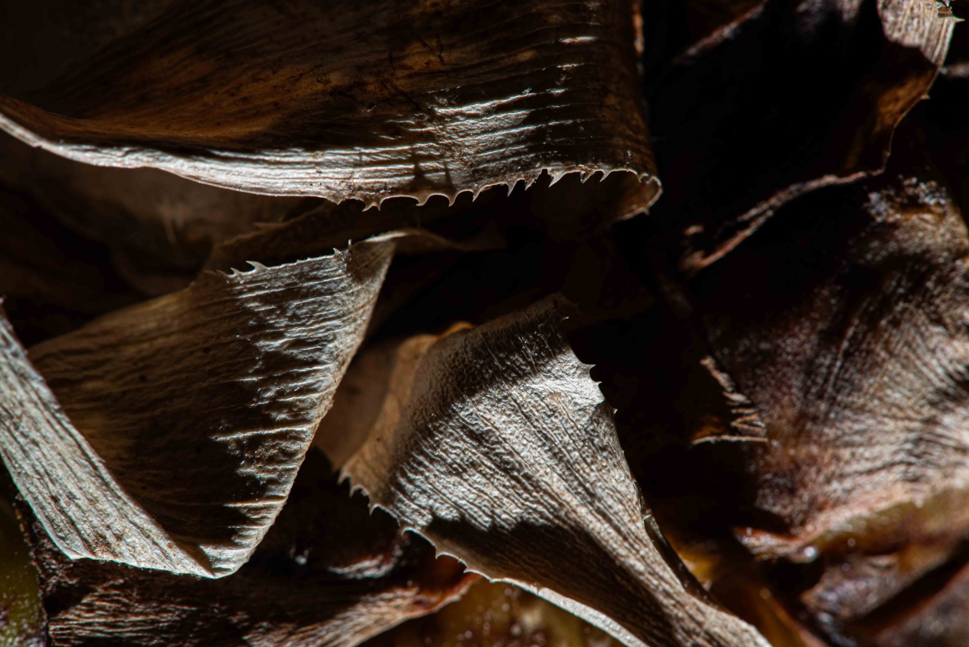 Corteccia secca, forma astratta